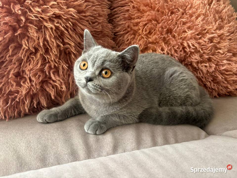 Kocięta brytyjskie z rodowodem FPL Kraków sprzedam