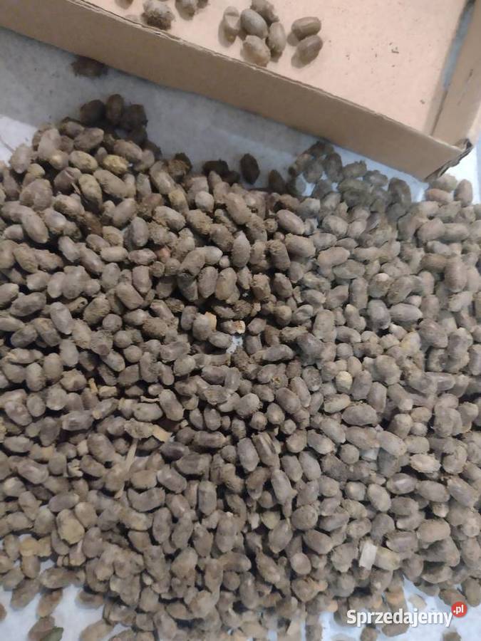 Pszczoła murarka kokony faktura VAT RR Nałęczów