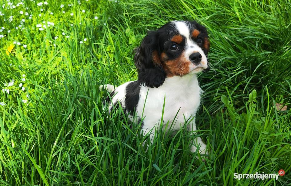 szczenięta cavalier k ch spaniel sprzedam