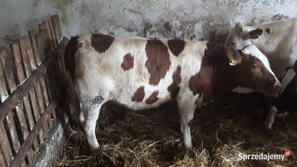 Sprzedam dwie jałówki simental i hf Bałdrzychów sprzedam