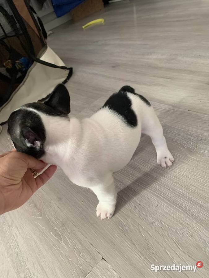 Buldog Francuski FCI ZKwP Środa Wielkopolska