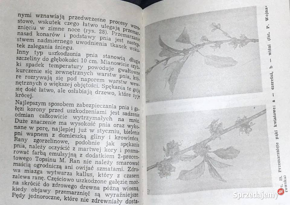 Czereśnie i wiśnie Jerzy Wierszyłłowski Chełm