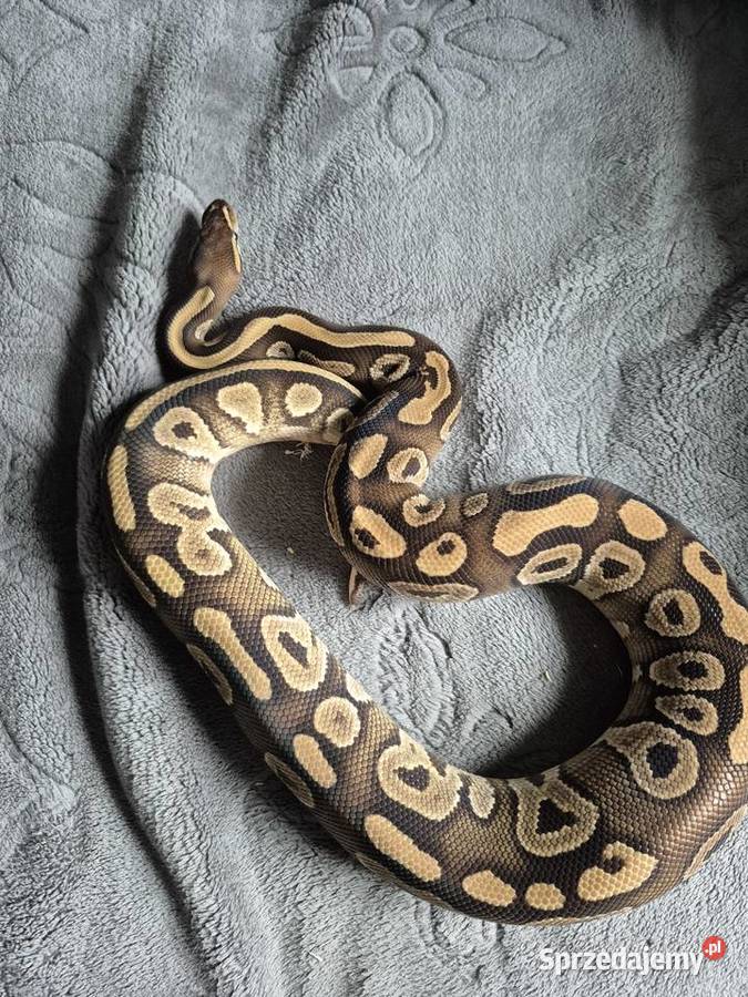 Samiec black pastel mojave pos het clown Starachowice