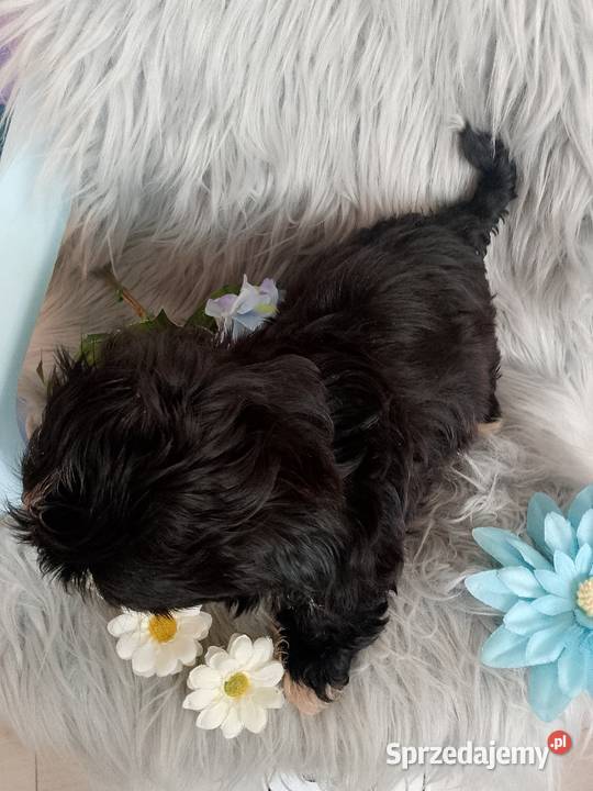 Czarny piesek rasy ShihTzu Kępno