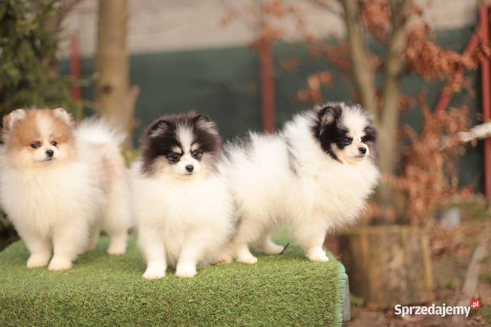 Szpice miniaturowe Gostynin sprzedam