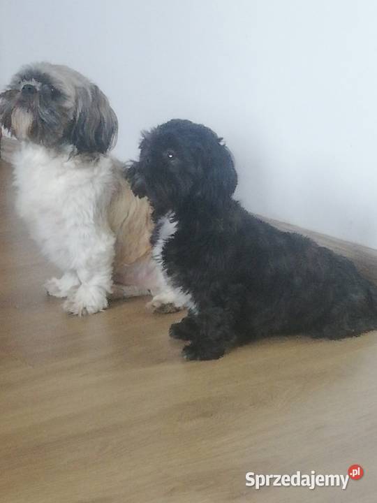 Shih TZU śliczny piesek trikolor Gruszczyn
