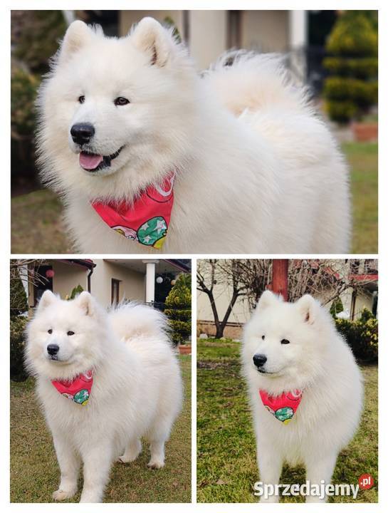 Samoyed piesek 11 miesięcy Olszówka sprzedam