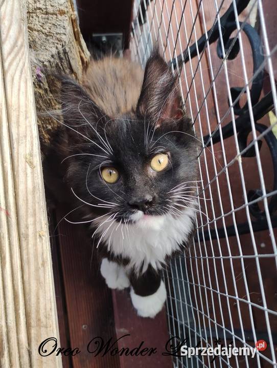 Czarno biały kocurek Maine Coon Oreo FPL