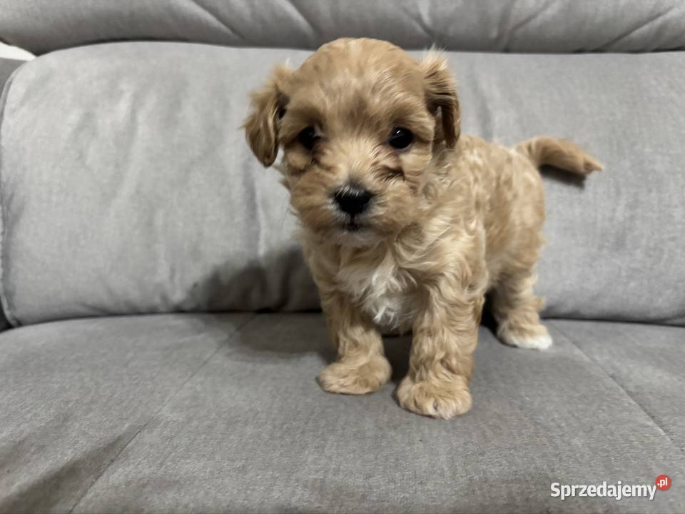 Chłopiec Maltipoo F1 Zawiercie