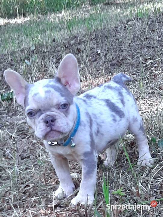 Buldog francuski pieski Pabianice sprzedam
