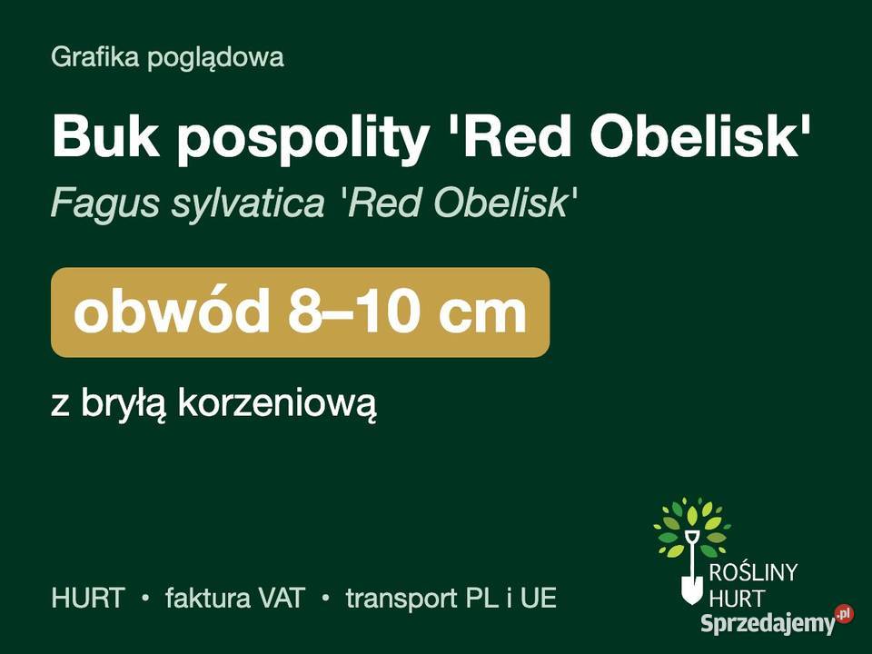 Buk pospolity Red Obelisk obwód 810 z bryłą HURT Liściaste wielkopolskie