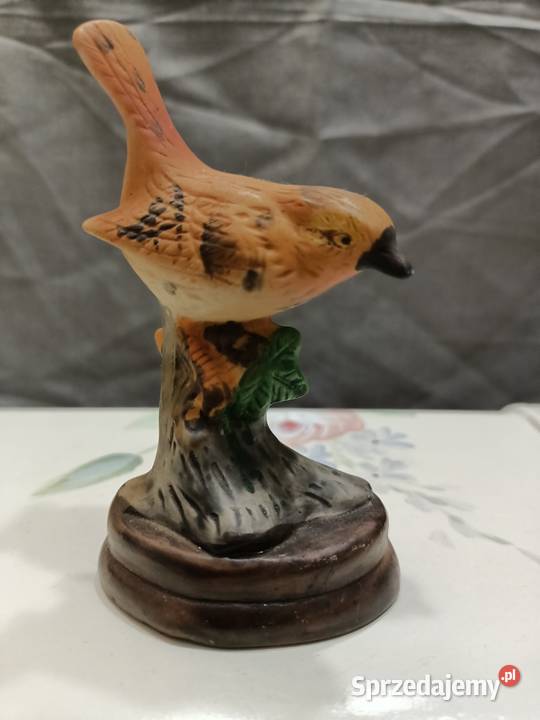 Ptak ptaszek Wren brązowy Zamość