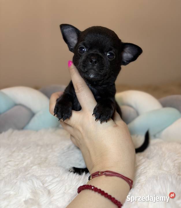 Piesek czarny krótkowłosy chihuahua badania DNA Chihuahua