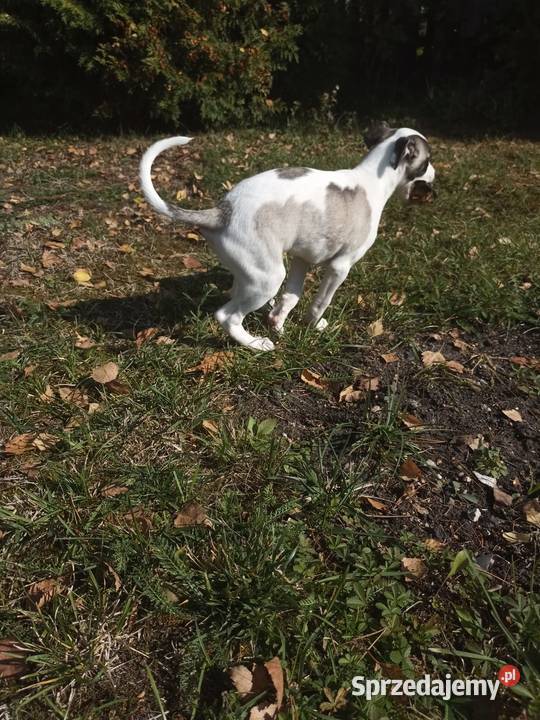 Chart whippet szczeniak pies sprzedam