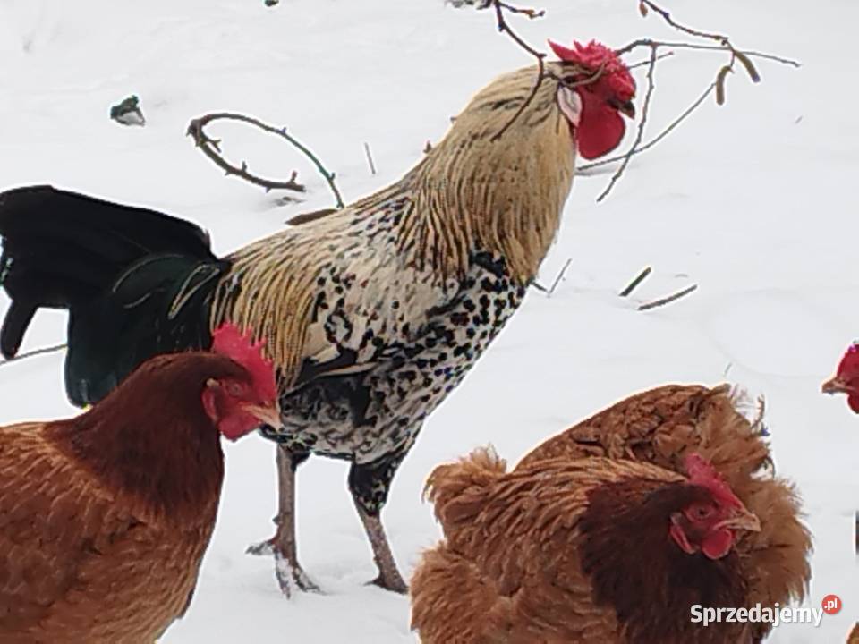 Sprzedam koguty ozdobne kogut Wyandotte Kalisz sprzedam