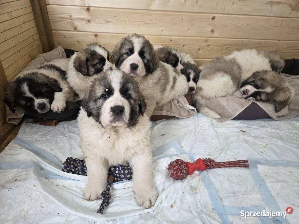 Mastif Pirenejski ZKwPKrakow szczeniaki dostepne Zwierzęta małopolskie