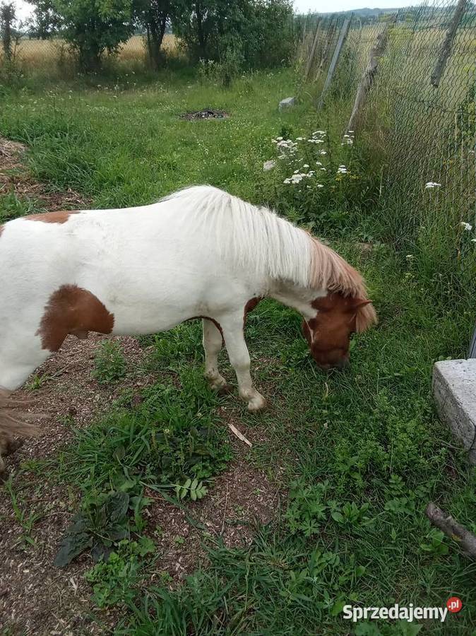 Koń kucyk Czarnocin