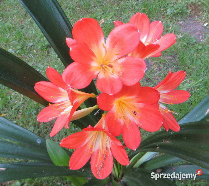 Kliwia Clivia miniata sadzonka Kraków kwitnie sprzedam