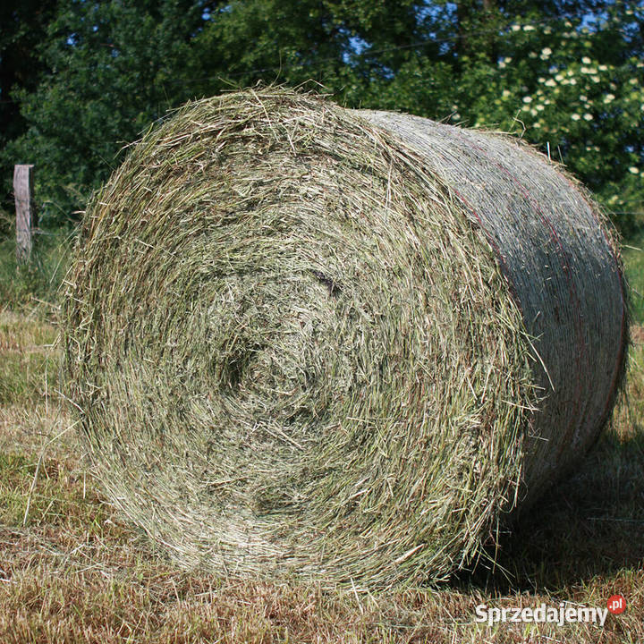 Sprzedam Strzelce Krajeńskie