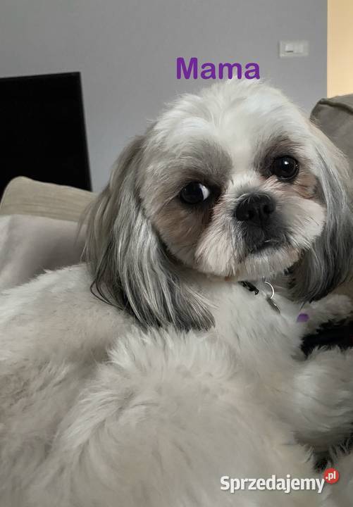 Szczeniaki Shih Tzu z Rodowodem Bobrowiec