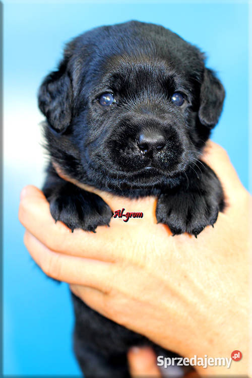 Czarne szczenięta rasy Labrador Retriever Labrador mazowieckie Chynów sprzedam
