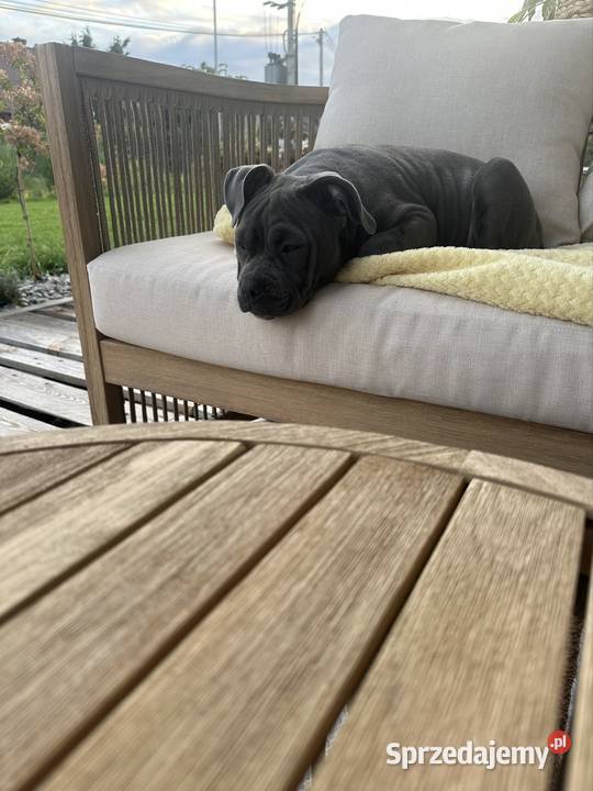 American bully urocza suczka Kraków