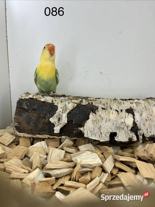 Nierozłączki turkuseuving Ryki