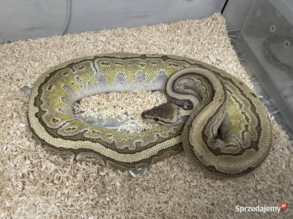 Python Regius królewski king pin samiec