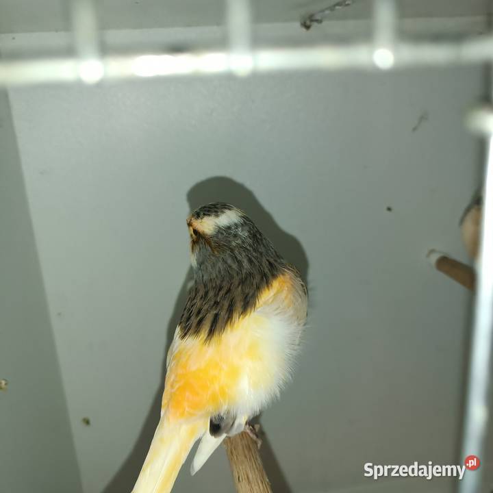 Sprzedam parę kanarków Pleszew