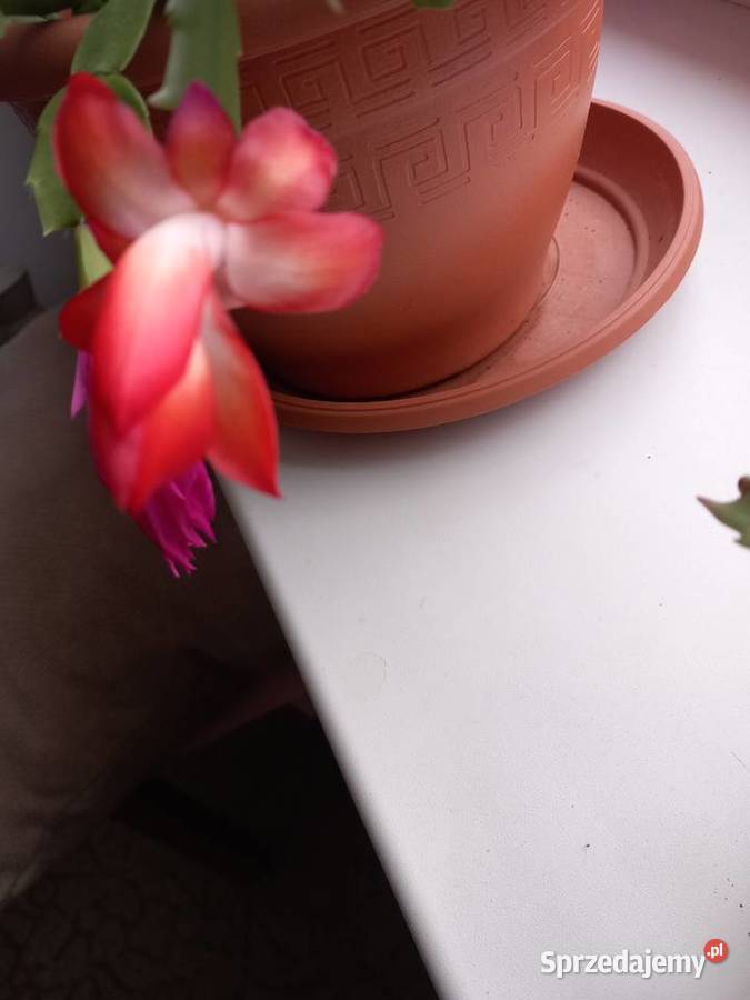 Grudnik roślina wieloletnia kwitnąca 1 Sosnowiec sprzedam