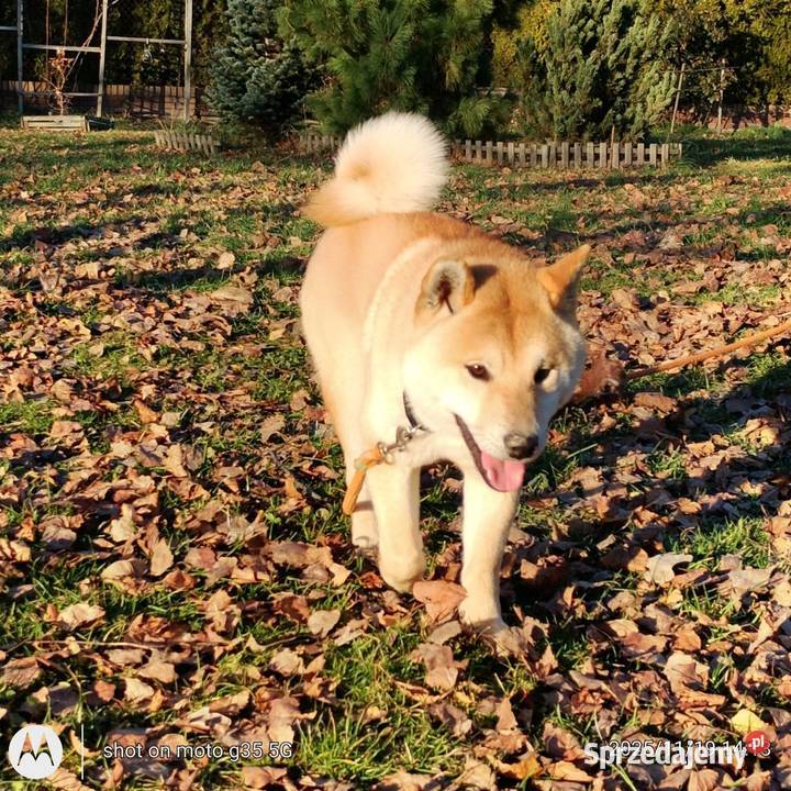 Shiba Inu czerwony przemiły piesek Bychawka Trzecia sprzedam