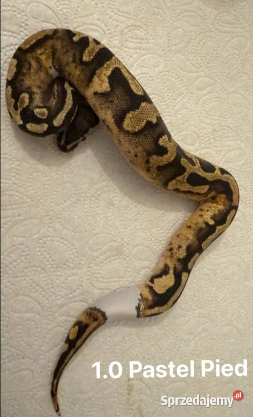 Python Królewski Pastel Pied mazowieckie Błonie