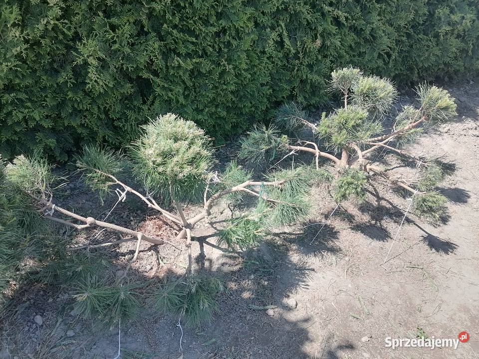 KrzewyBonsai Iglaste Pudliszki sprzedam