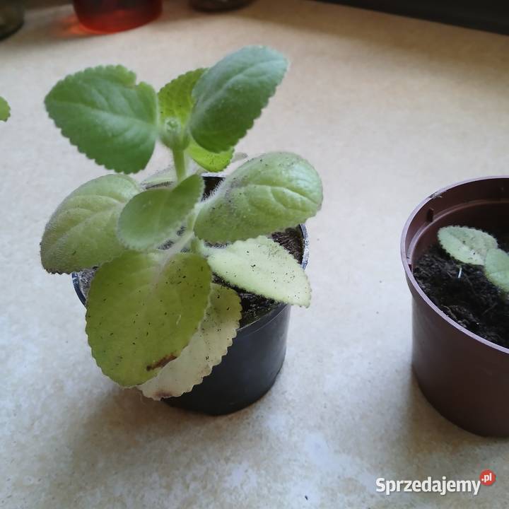 Oregano Kubańskie grubolistne Mięta Meksykańska Nowy Dwór Wejherowski