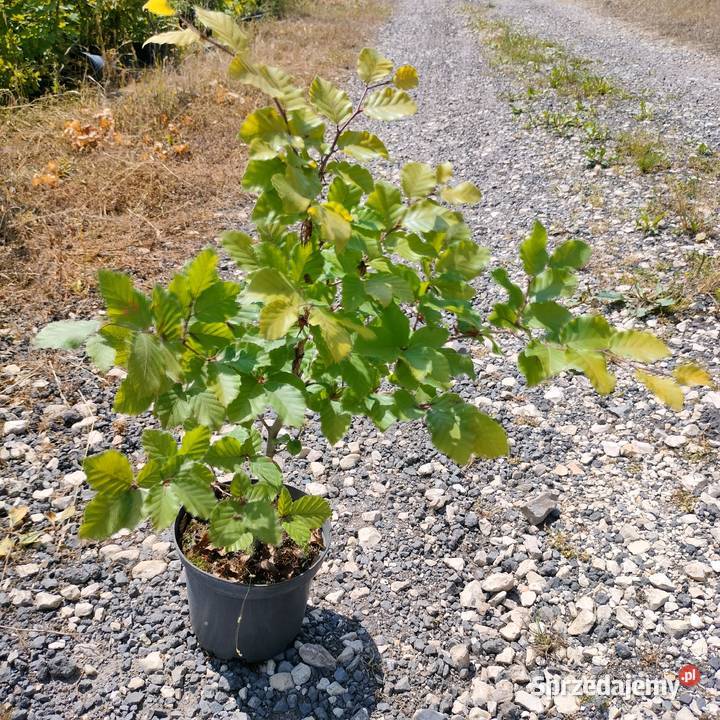 Wyprzedaż dużych roślin klon brzoza lipa grab Liściaste Jelitów sprzedam