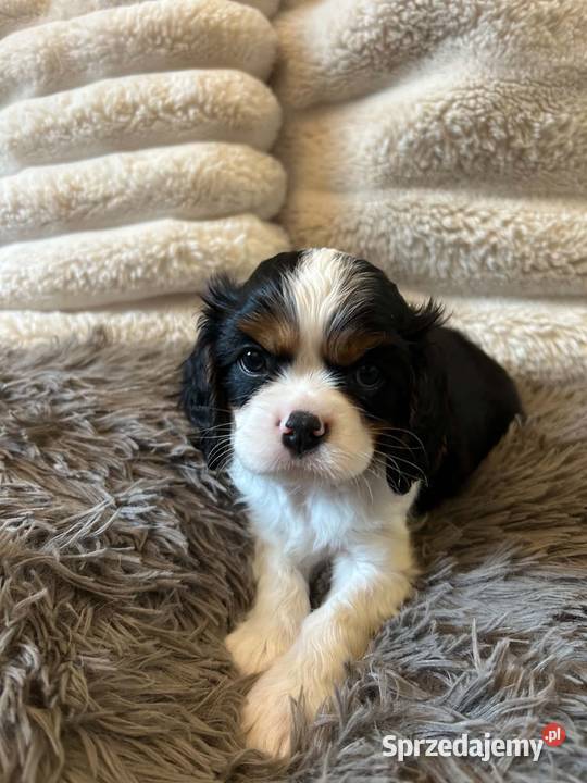 Cavalier King Charles Spaniel szczeniaki na warmińsko-mazurskie