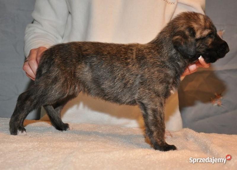 Wilczarz Irlandzki szczeniaki Będzin sprzedam