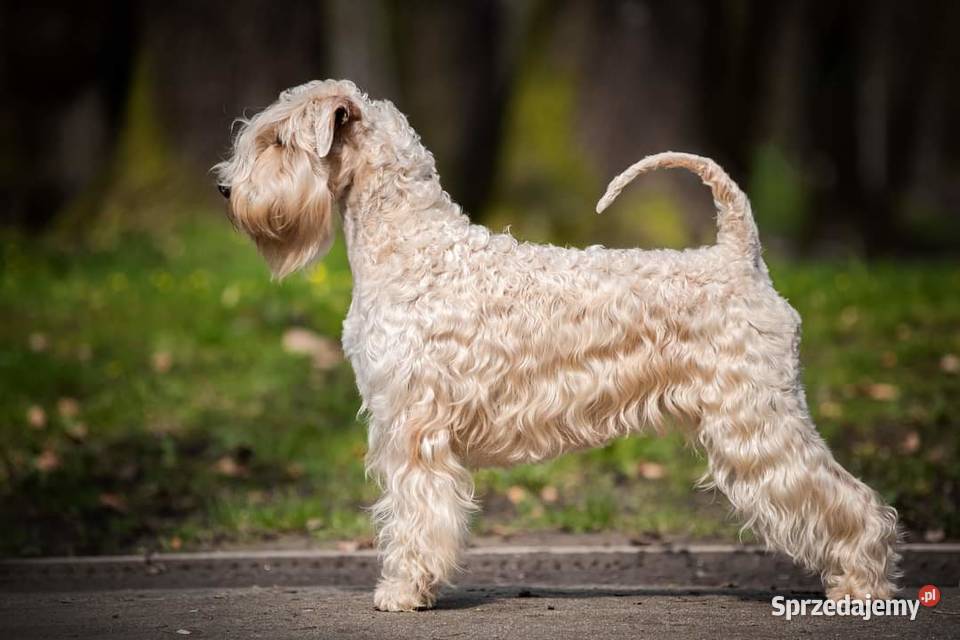 Irish soft coated wheaten terrier terier Brwinów