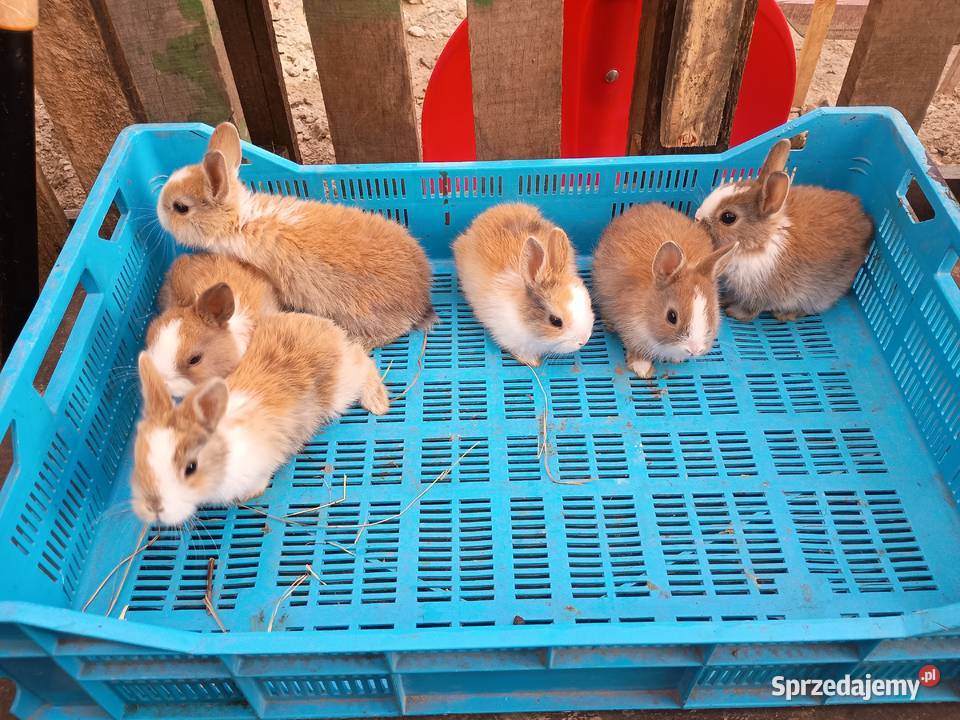 Sprzedam króliki miniaturki