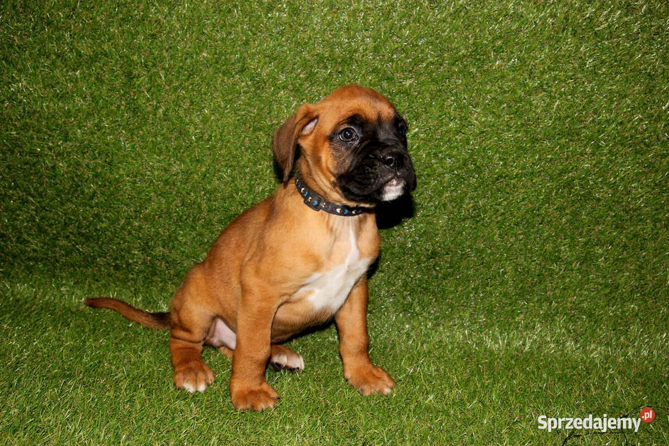Szczeniak DRAGO Bokser z hodowli Family Bokser Łęczna