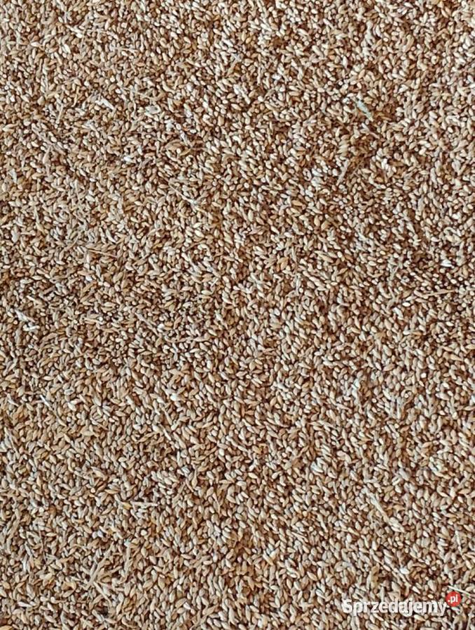 Jęczmień jary Poemat Machnów Stary sprzedam