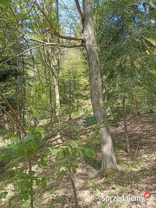 Las Karwodrza połowa 2800m2
