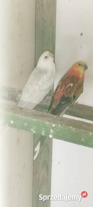 Świergotki Wolbórz sprzedam