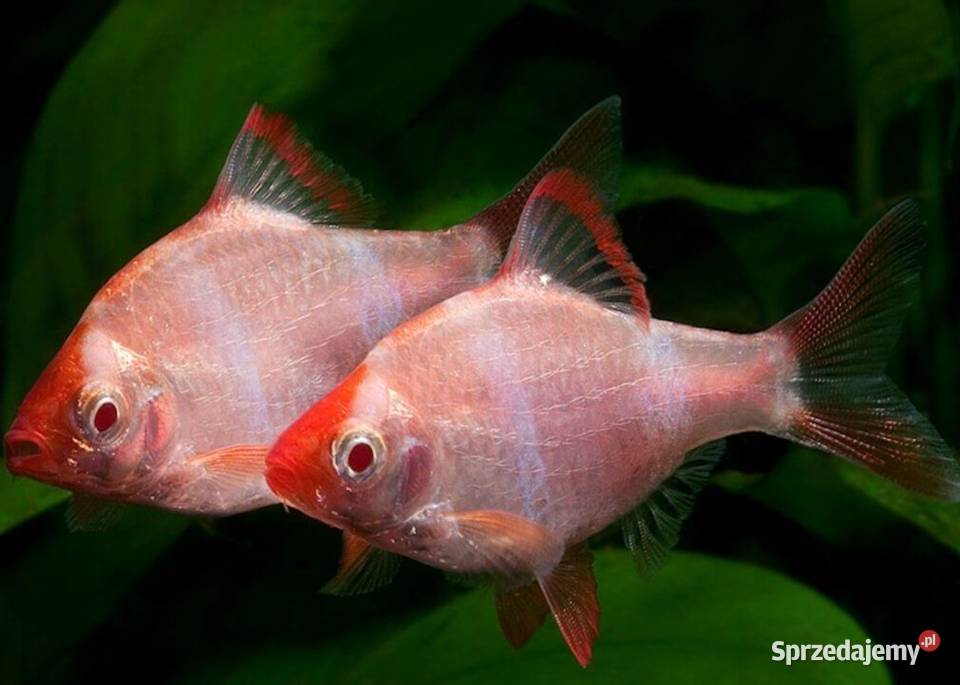 Brzanka sumatrzańska Puntigrus tetrazona ODMIANA Zwierzęta Gdańsk