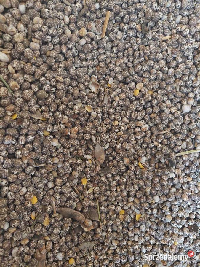 Łubin wąskolistny gorzki mazowieckie Wodynie