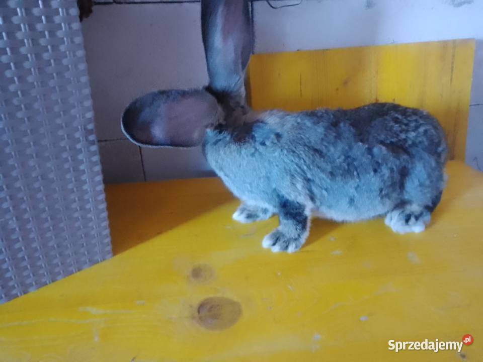 Sprzedam króliki olbrzym belgijski Gryzonie Szymbark
