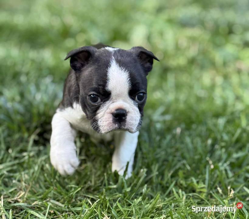 Boston Terrier FCI ZKwP Chamionie szczenię Olsztyn sprzedam