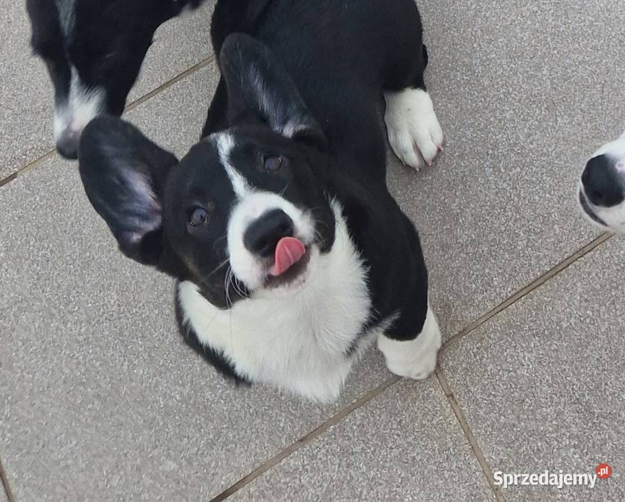 Welsh corgi cardigan