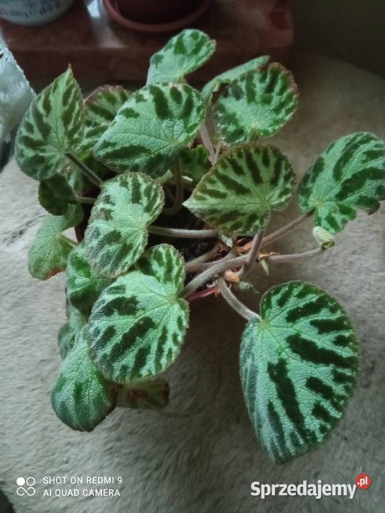 Begonia Silver Jewelbegonia zebra Rośliny Białystok