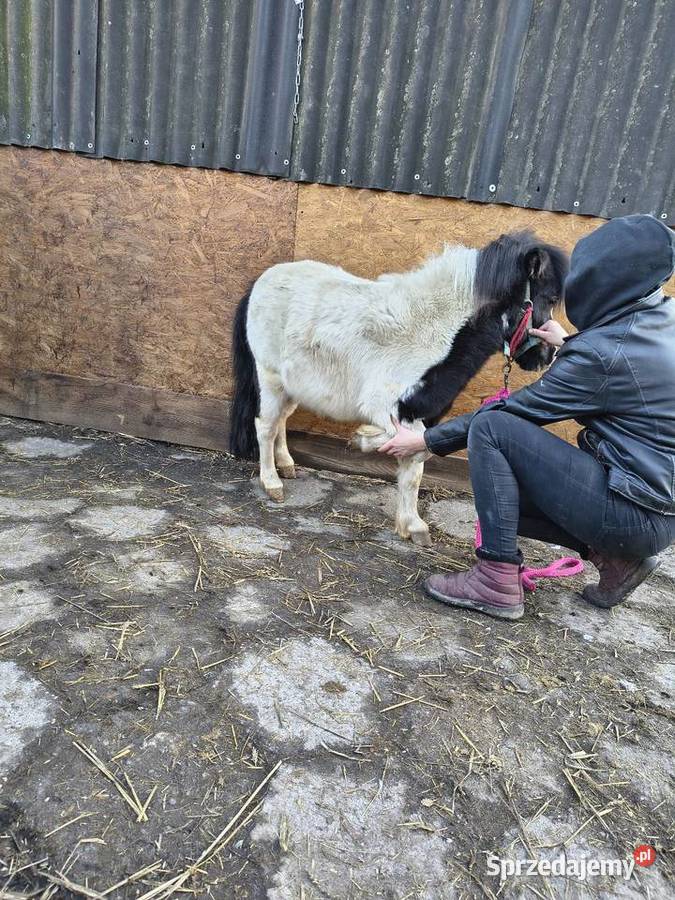 Sprzedam kucyka sprzedam